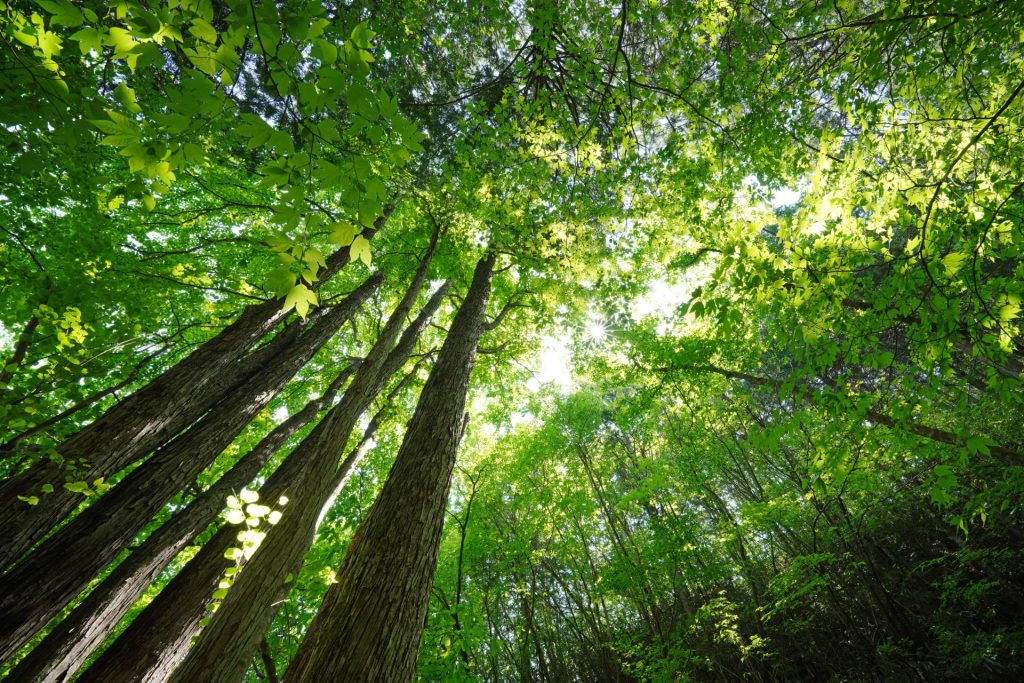 Grows from Trees