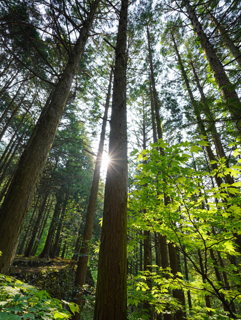 Forestry
