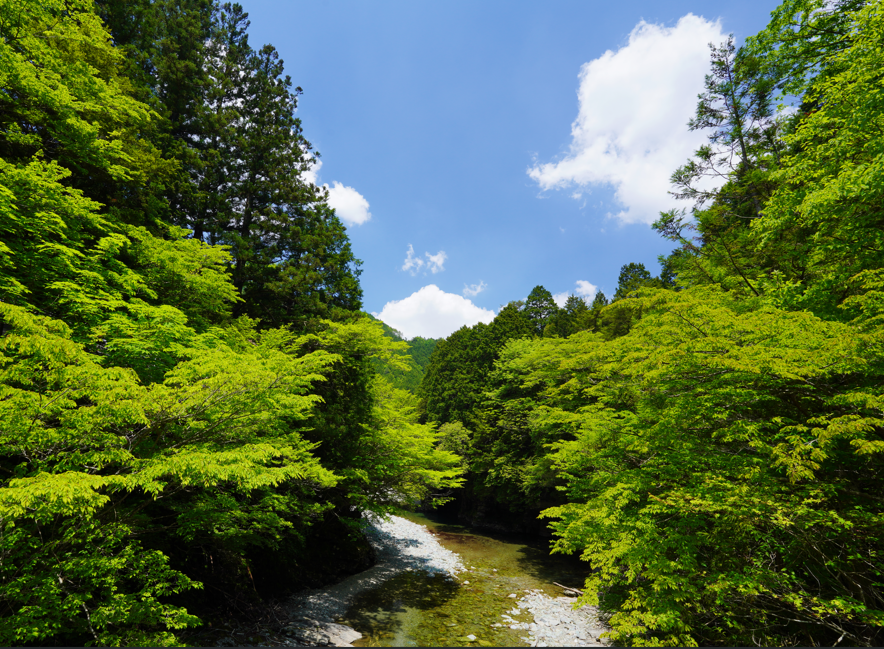 Forestry