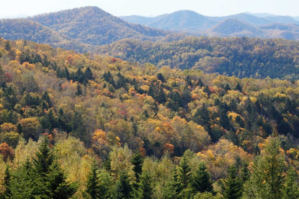 Forestry