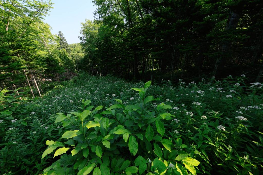 Forestry