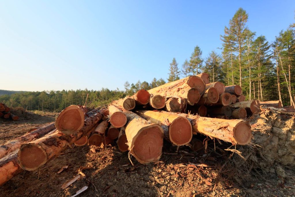 Wood